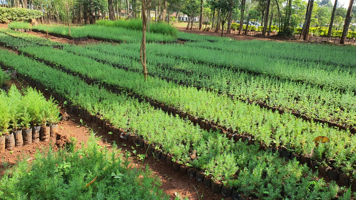 Privatization Commission Donates 17,800 tree seedlings