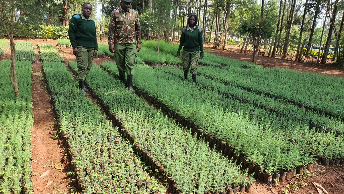 Privatization Commission Donates 17,800 tree seedlings